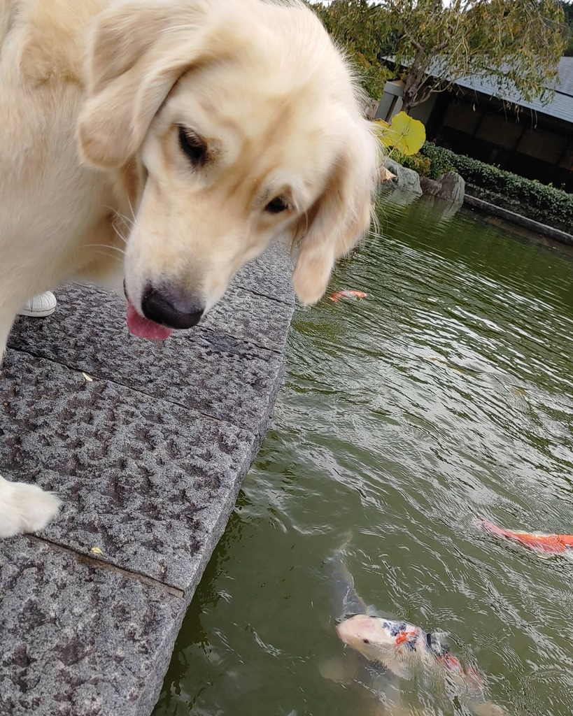 盲導犬キャリアチェンジ犬 Twitter Search Twitter