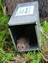 BioBlitz_Tapada's tweet photo. 🐭🐁🐾
Capturar micro-mamíferos não é fácil, mas os nossos monitores são dedicados e estão no terreno a preparar tudo.
Quem será que se esconde entre a vegetação 🌾🌱 da Tapada da Ajuda?
📌 Ainda há vagas para sábado de manhã, não percam esta oportunidade https://t.co/eXjDdXlg5w https://t.co/7BdVTRB1Fn