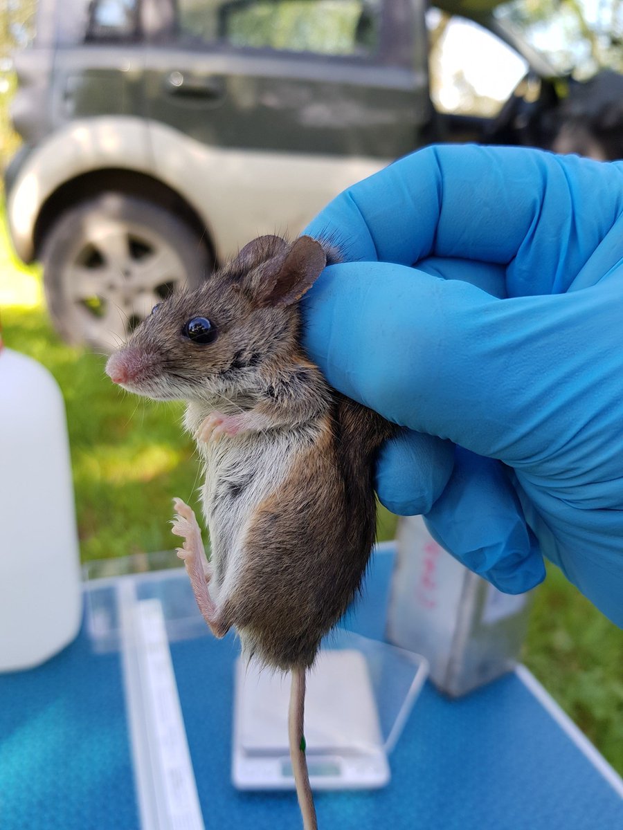 BioBlitz_Tapada's tweet photo. 🐭🐁🐾
Capturar micro-mamíferos não é fácil, mas os nossos monitores são dedicados e estão no terreno a preparar tudo.
Quem será que se esconde entre a vegetação 🌾🌱 da Tapada da Ajuda?
📌 Ainda há vagas para sábado de manhã, não percam esta oportunidade https://t.co/eXjDdXlg5w https://t.co/7BdVTRB1Fn