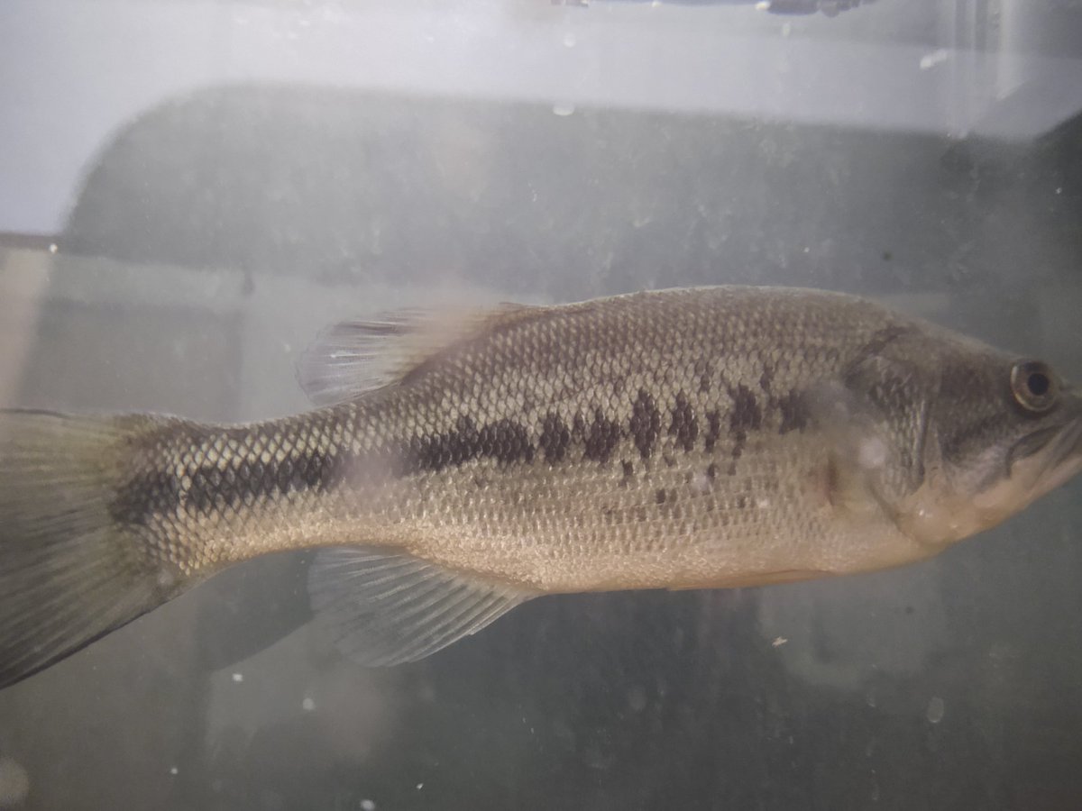 Ray Wu-Rorrer tweet media