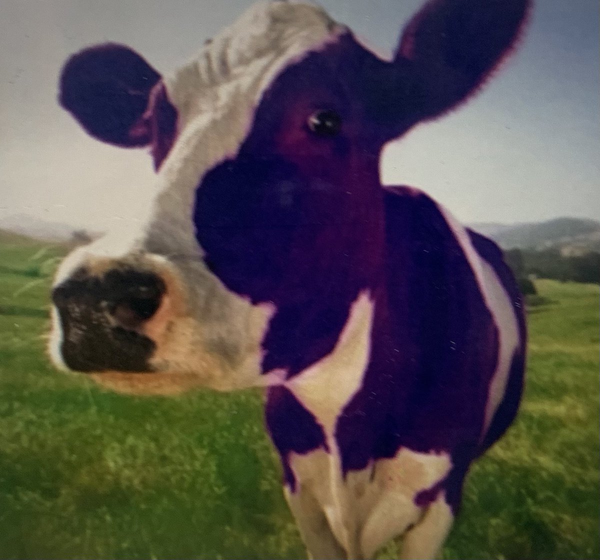 “If you’re remarkable, it’s likely that some people won’t like you... Nobody gets unanimous praise- ever... Criticism comes to those who stand out.” Stand out anyway!!! Channeling my #PurpleCow spirit this morning!