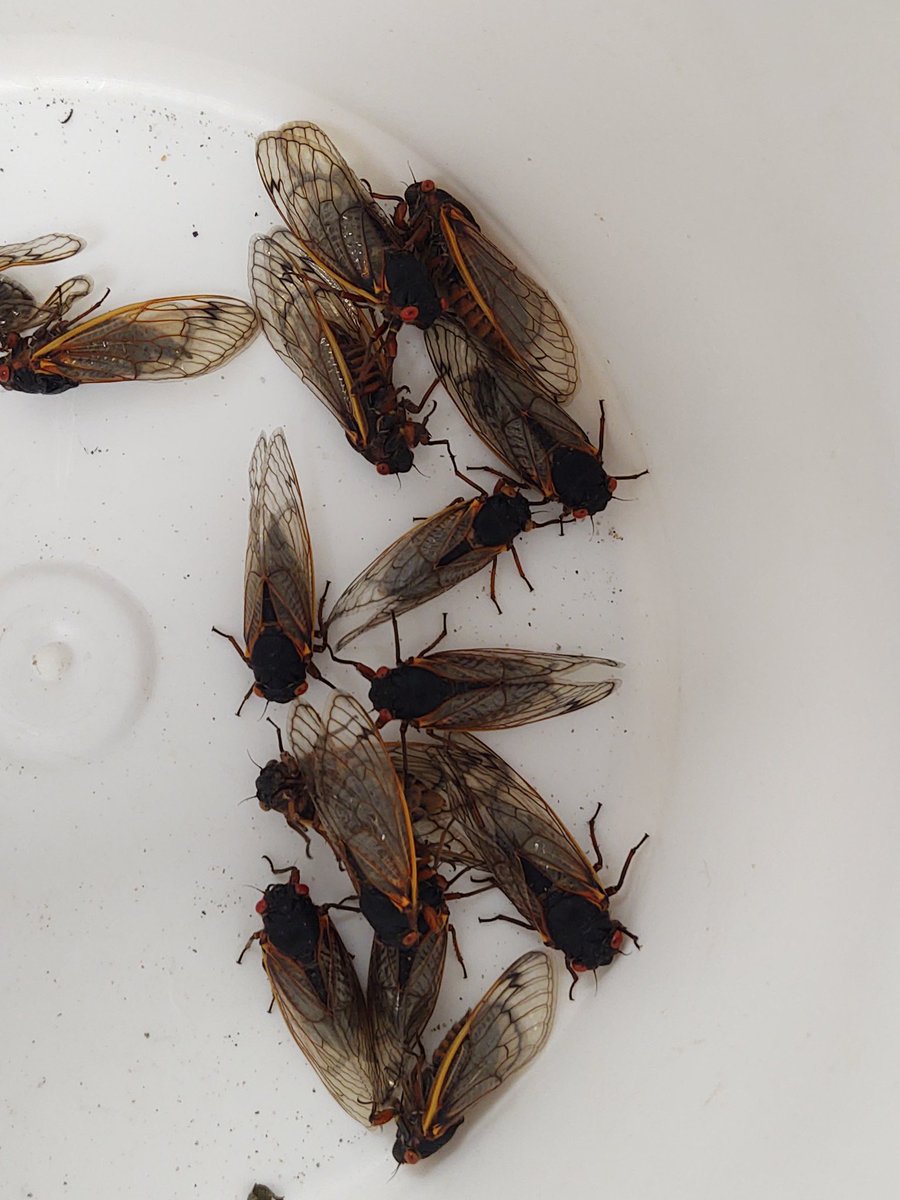 Ray Wu-Rorrer tweet media