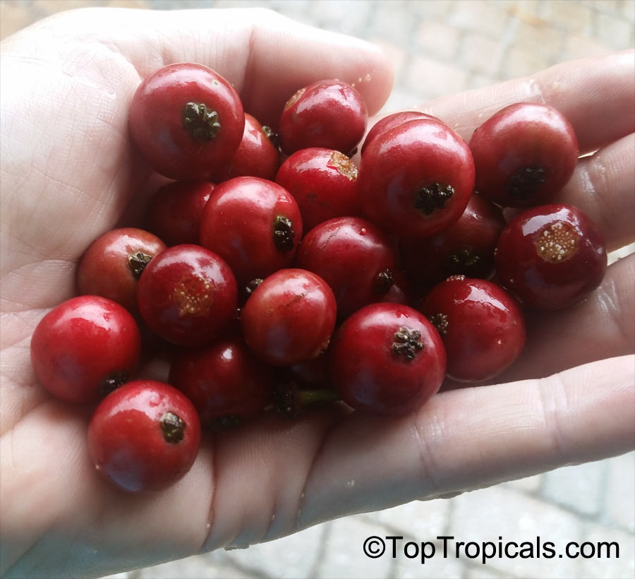 toptropicals's tweet photo. #Muntingia calabura -Strawberry tree is one of the most profuse #fruitingtrees ! From spring to fall, you will harvest 2 crops a day once the plant is established in full sun and has enough water. Grows well in containers.
https://t.co/MT2nsBdAvn
#exoticfruits
#ThursdayThoughts https://t.co/v5ckmcSdj7