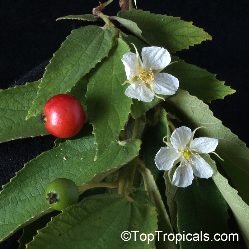 toptropicals's tweet photo. #Muntingia calabura -Strawberry tree is one of the most profuse #fruitingtrees ! From spring to fall, you will harvest 2 crops a day once the plant is established in full sun and has enough water. Grows well in containers.
https://t.co/MT2nsBdAvn
#exoticfruits
#ThursdayThoughts https://t.co/v5ckmcSdj7