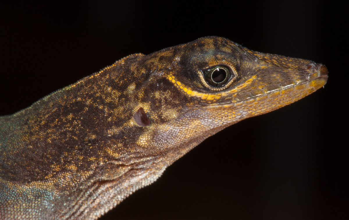 Luke Mahler tweet media