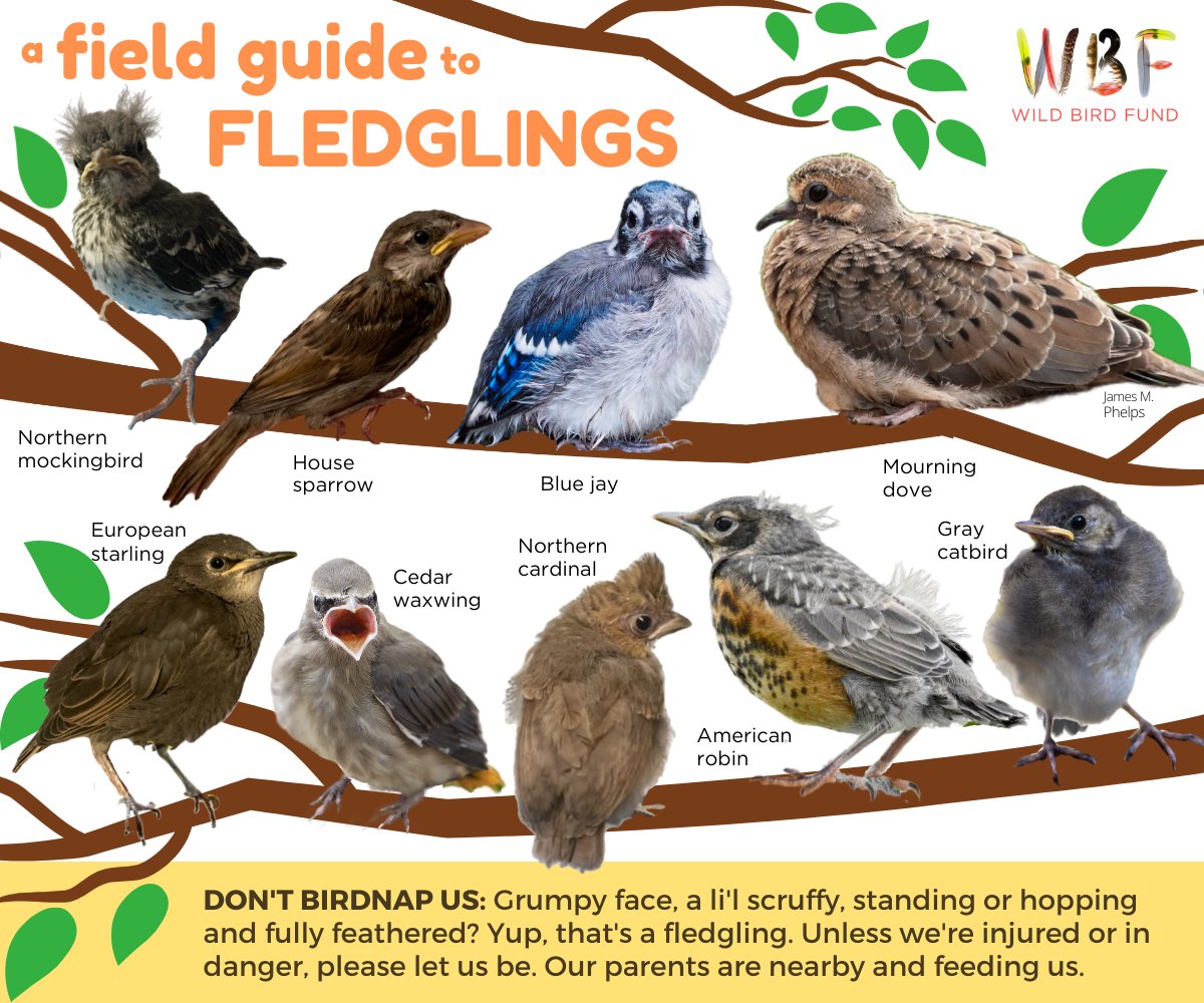 wildbirdfund's tweet photo. It's that time again! Fuzz-headed fledglings are hopping around learning to be birds in the world. Many can't fly yet, but that's normal. Admire their style, but otherwise let them be. Here are a few common fledglings you might encounter in NYC and beyond. https://t.co/89WAszstLT