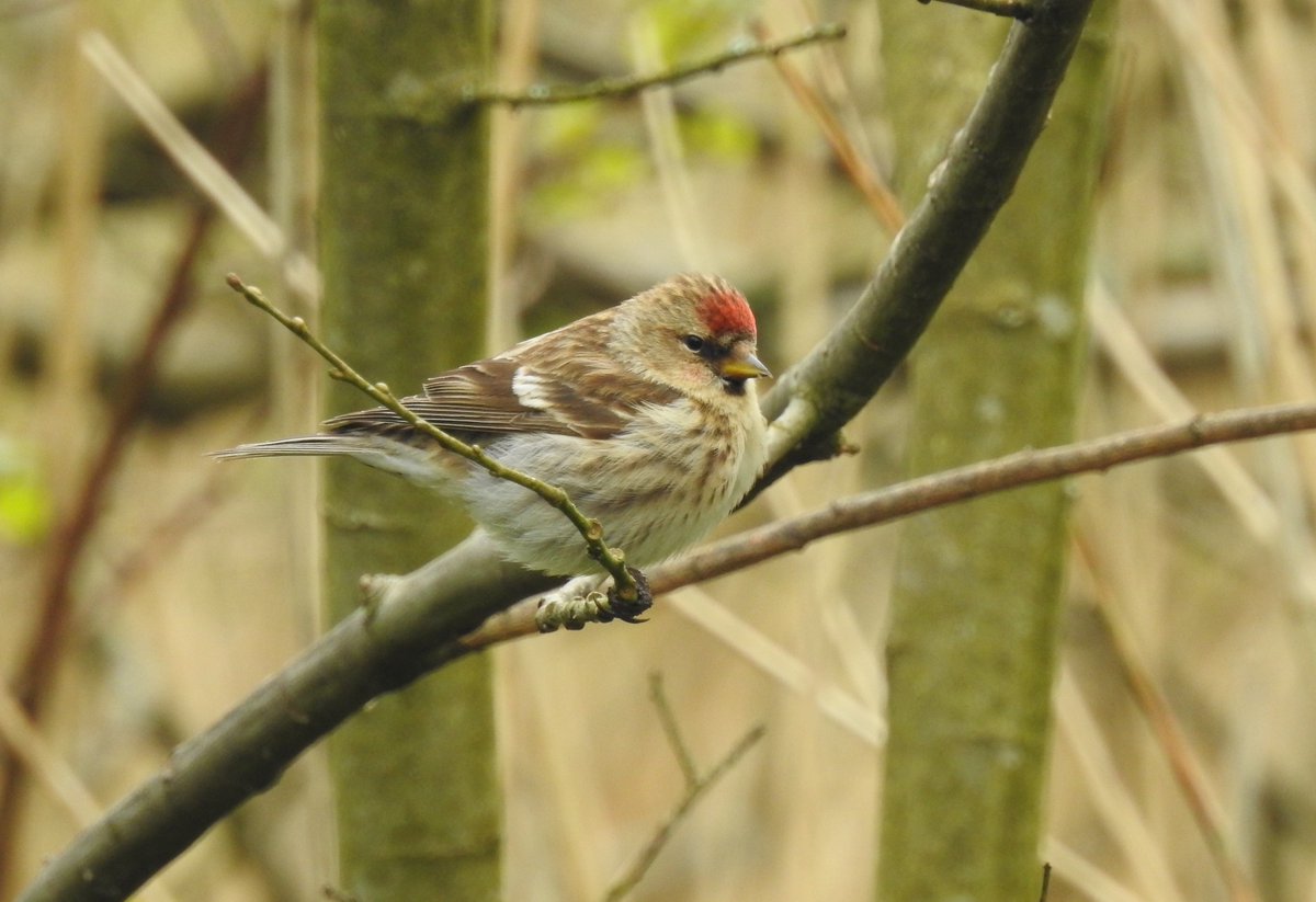 Image of lesser redpoll at Foulshaw Moss Nature Reserve © Chris Scaife