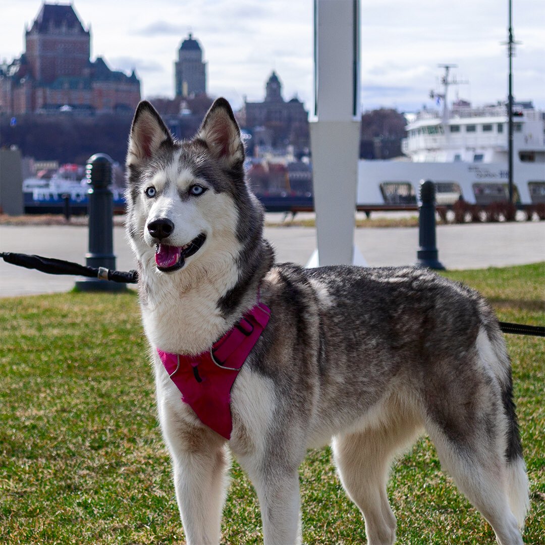 Huskyinfinity's tweet image. Such a beautiful day for a walk 😎🐺❤️ #DogLife #justkeepsmiling