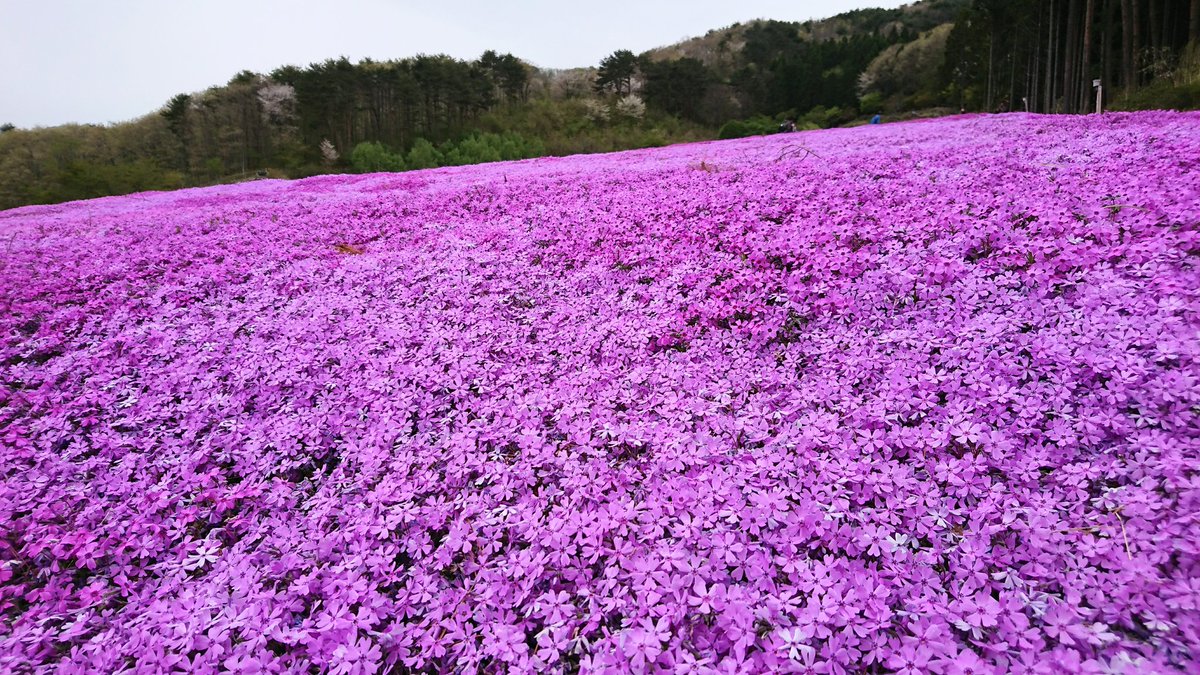 Mszm 21 05 05 福島県石川郡平田村にある ジュピアランドひらた の芝桜まつり 約2 3haの敷地に約25万株の芝桜が絨毯のように敷き詰められている ジュピアランドひらた 芝桜まつり 芝桜 福島県石川郡平田村 福島県平田村 平田村 T Co Mszm 21 05 05 福島県石川郡平田村にある ジュピアランドひらた の芝桜まつり 約2 3haの敷地に約25万株の芝桜が絨毯のように敷き詰められている ジュピアランドひらた 芝桜まつり 芝桜 福島県石川郡平田村 福島県平田村 平田村 T Co