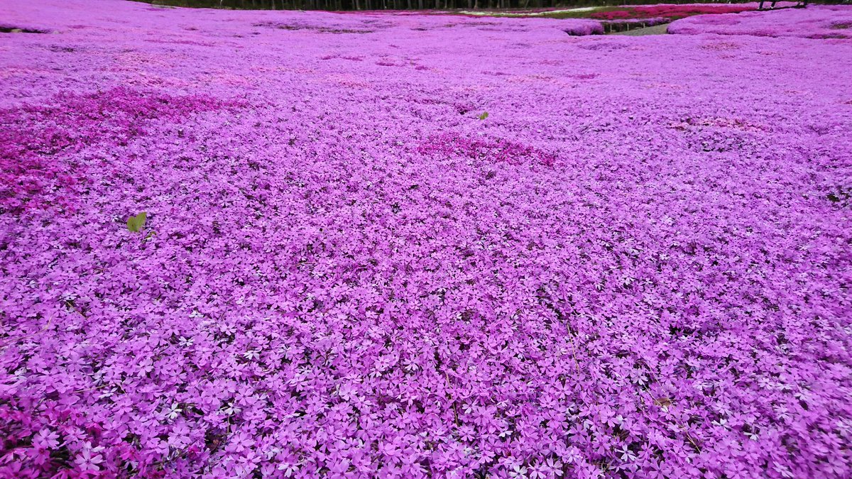 Mszm 21 05 05 福島県石川郡平田村にある ジュピアランドひらた の芝桜まつり 約2 3haの敷地に約25万株の芝桜が絨毯のように敷き詰められている ジュピアランドひらた 芝桜まつり 芝桜 福島県石川郡平田村 福島県平田村 平田村 T Co Mszm 21 05 05 福島県石川郡平田村にある ジュピアランドひらた の芝桜まつり 約2 3haの敷地に約25万株の芝桜が絨毯のように敷き詰められている ジュピアランドひらた 芝桜まつり 芝桜 福島県石川郡平田村 福島県平田村 平田村 T Co