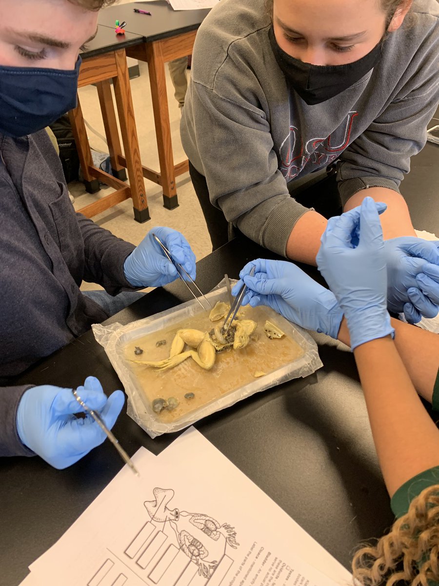 GIMiddleSchool's tweet photo. Our kids were super stoked to complete frog dissections! Thanks @mhessGISA! https://t.co/bGsSGtE5Sk