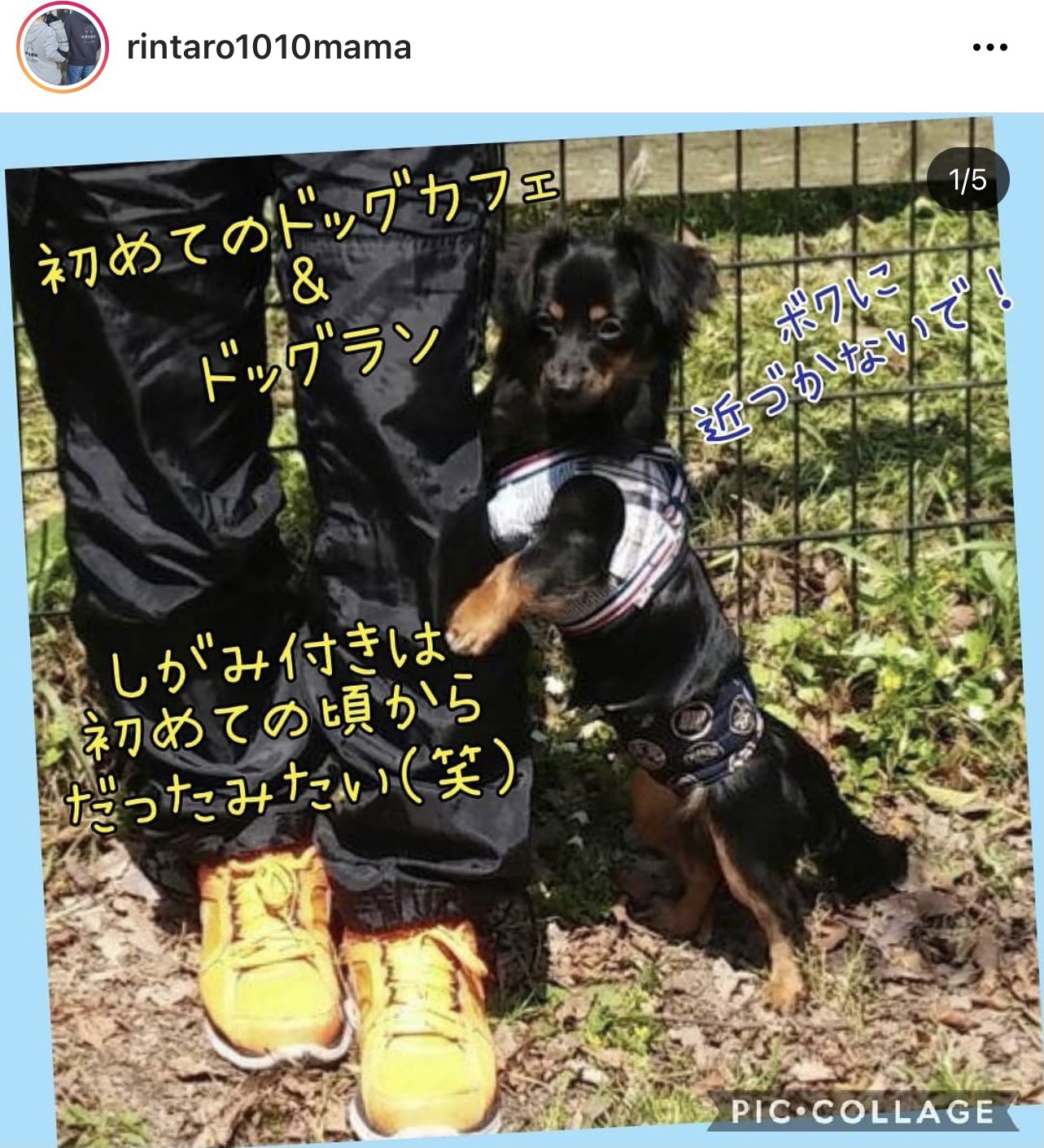 迷子犬凜太郎 りんたろう くんを探しています チワックス 福岡県筑紫野市 迷子犬りん太郎 2 16 福岡県筑紫野市 天拝湖周辺で失踪 チワックス 黒 4歳 5 13 木 凜太郎くんに 似た犬 の目撃情報あり 福岡県春日市宝町付近 もし見かけたらお