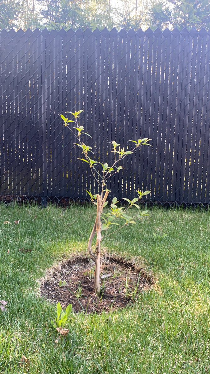 remipoirier2's tweet photo. @ChurchOfPumps When my wife keep telling me something is dead... i say zoom out and Watch outside What happen this year!! I ll bring this tree to the moon on Doge-2043 https://t.co/52Sh20OZQN