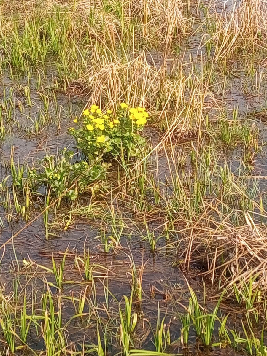 Saijee8's tweet photo. #rentukka #voikukka #kesä #vuores #helleraja rikki https://t.co/9x9bjWYGYP