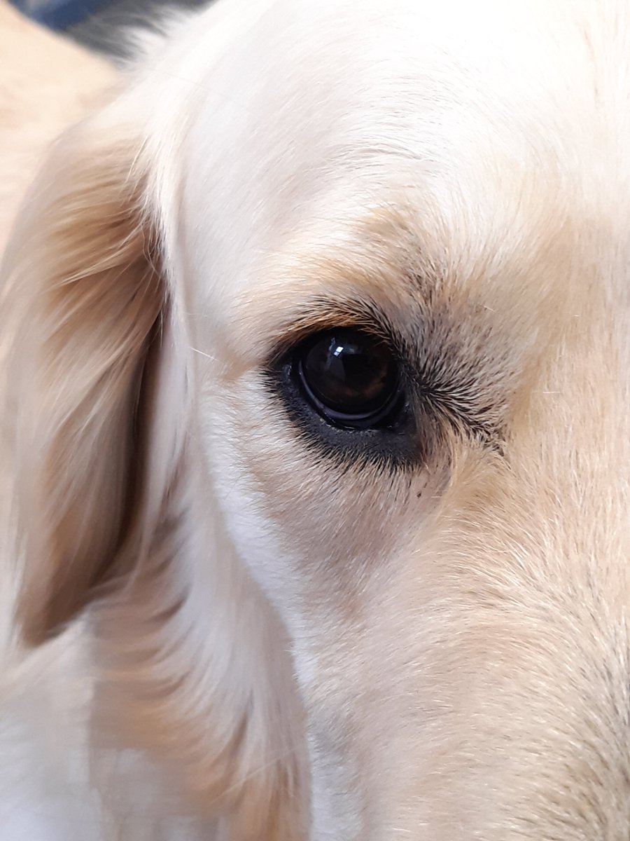 CDPSdogs's tweet photo. #SchoolDog Wilbur getting up close! 

@CDPStoday #CirencesterDeerParkSchool #Cirencester #DeerParkSchool #SchoolDogs https://t.co/UXcIKklrE5