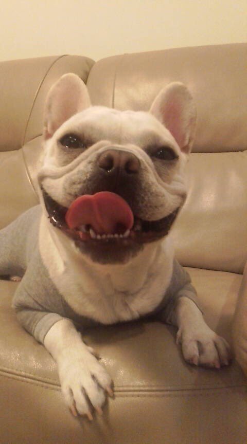 sehuna324's tweet photo. @dantyo_oh うちのHAPPY犬でした。
2年前にお星様になりましたが（ ; ; ） https://t.co/HK4LEtTJps