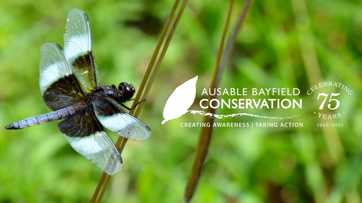 How much do you know about local watershed management? Would you like input into programs in Ausable Bayfield watersheds? Would you like a chance to win a prize? If you answered Yes to any of these questions, take our 75th anniversary survey. Learn more: abca.ca/post/?ID=1190