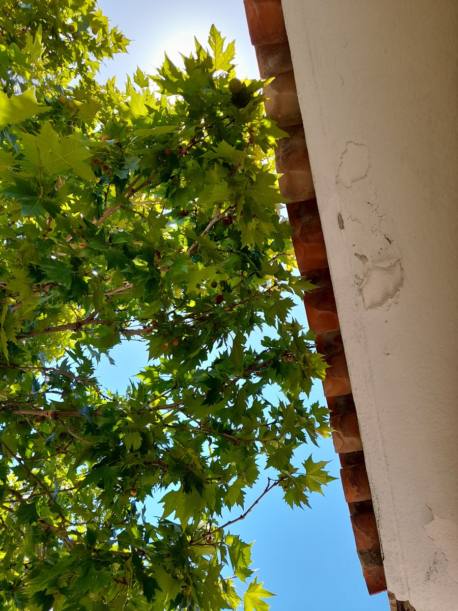 a214r000's tweet photo. @Ayto_Marbella @opjmarbella @AngelesMunoz_ Mantenimiento de jardines bien, lo que es limpieza y poda de árboles...por aquí no pasan desde hace años. Las ramas entrando en las casas por los balcones y las ventanas. A quien corresponda:Calle Ronda #Marbella Barrio   Sagrado Corazón https://t.co/Wsu4LUrbWU