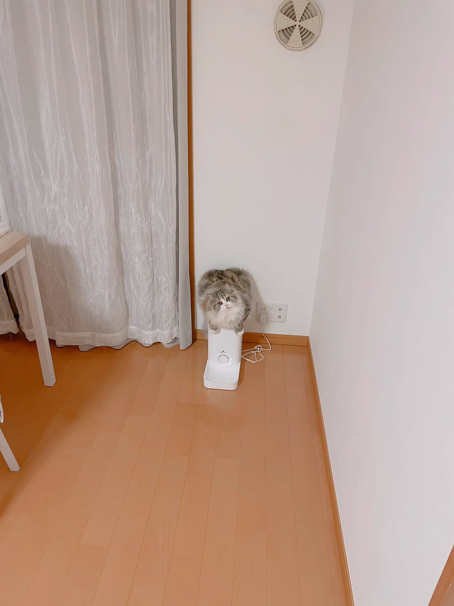 ご飯を食べたばかりだけど、やっぱりまた食べたい！くいしんぼうのねこちゃん