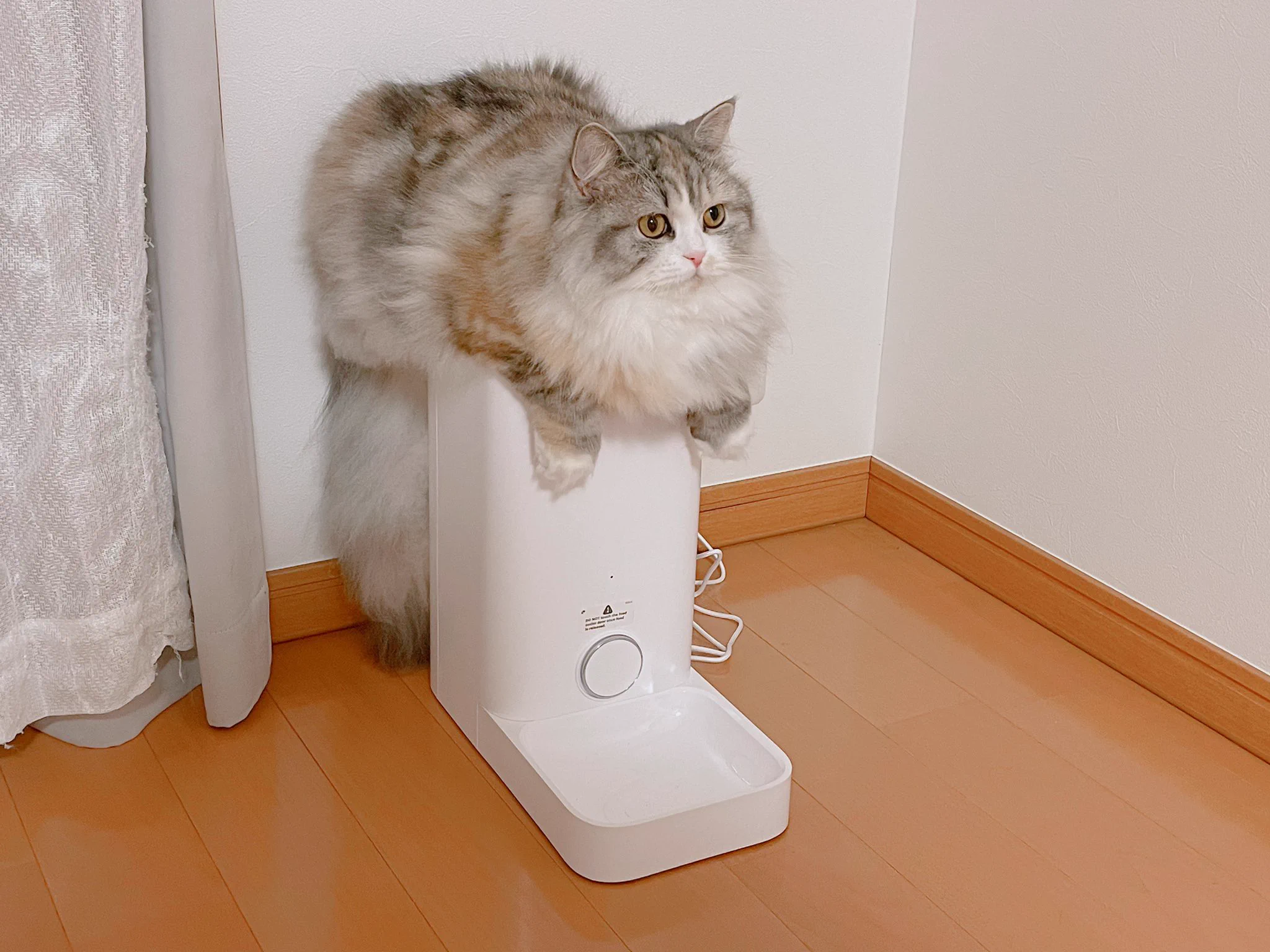 ご飯を食べたばかりだけど、やっぱりまた食べたい！くいしんぼうのねこちゃん