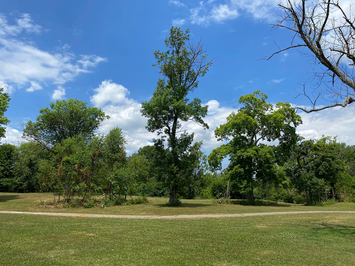 Volunteers needed! Join us this Saturday as we remove harmful invasive plants from <a href="/choosedeerfield/">Deerfield Township</a>’s Kingswood Park. Visit the event page for more details: fb.me/e/CCoZp6Ki #habitatrestoration #volunteer