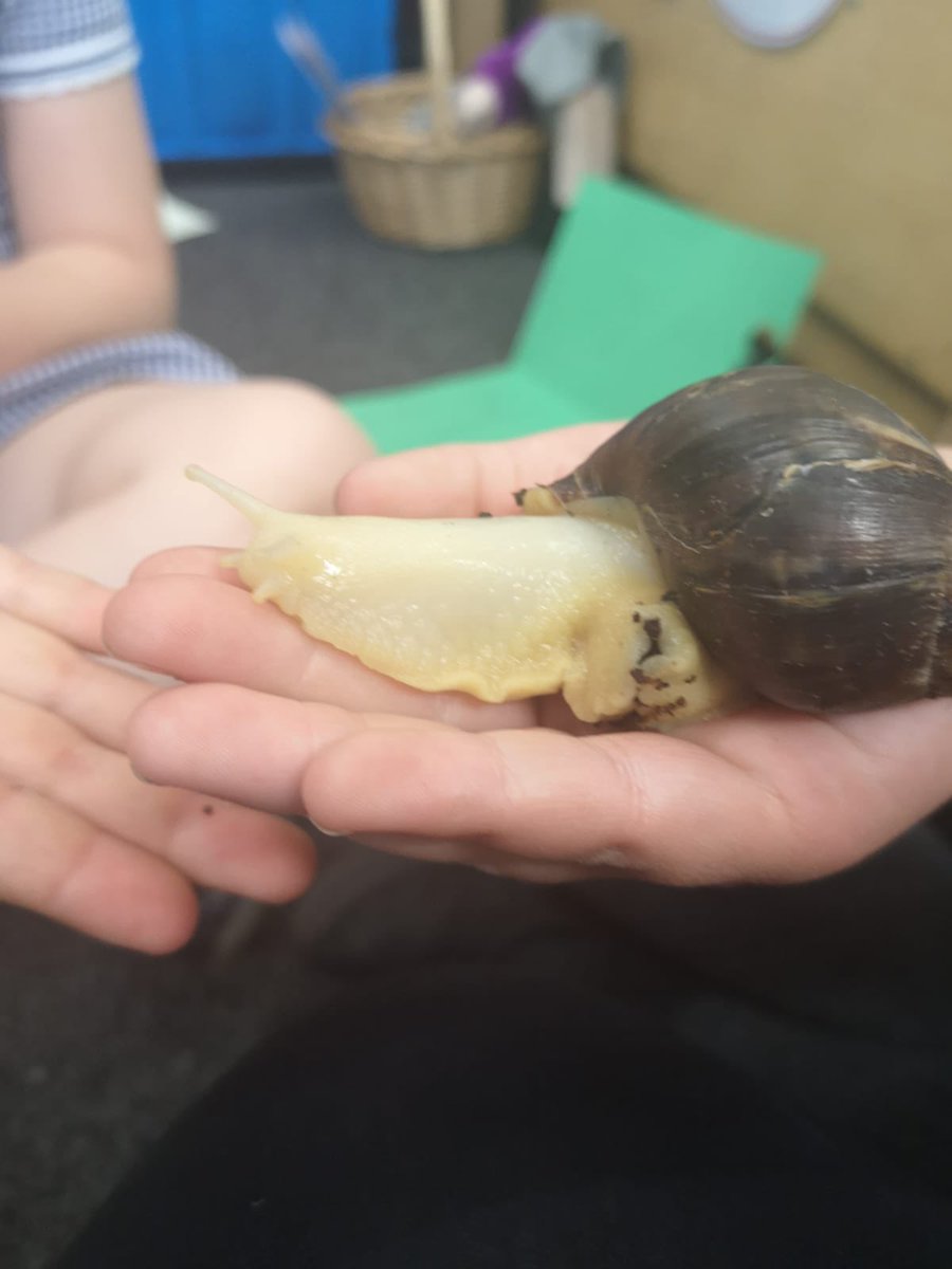 WathVictoria's tweet photo. F2 are loving looking after flash and zoom @USSsnails Today they have been writing them notes to check they’re ok 🐌 🐌 #TeamWV #curiosity https://t.co/YUVgvqSZ9M