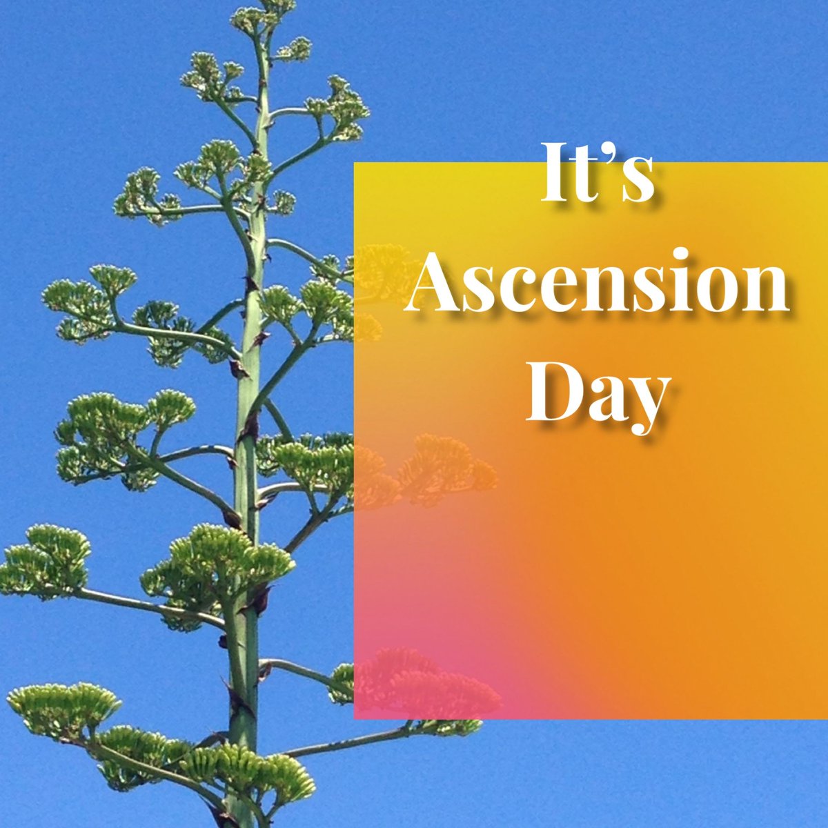 mindspringstwit's tweet image. Today is the feast of the Ascension. The Thursday, 40 days after Easter, where Jesus returns to heaven. In German it’s called Christihimmelfahrt. I’ve always loved this day. It reminds me Spring. Of exultations of larks. Of seeing something glorious you’ll never see again.