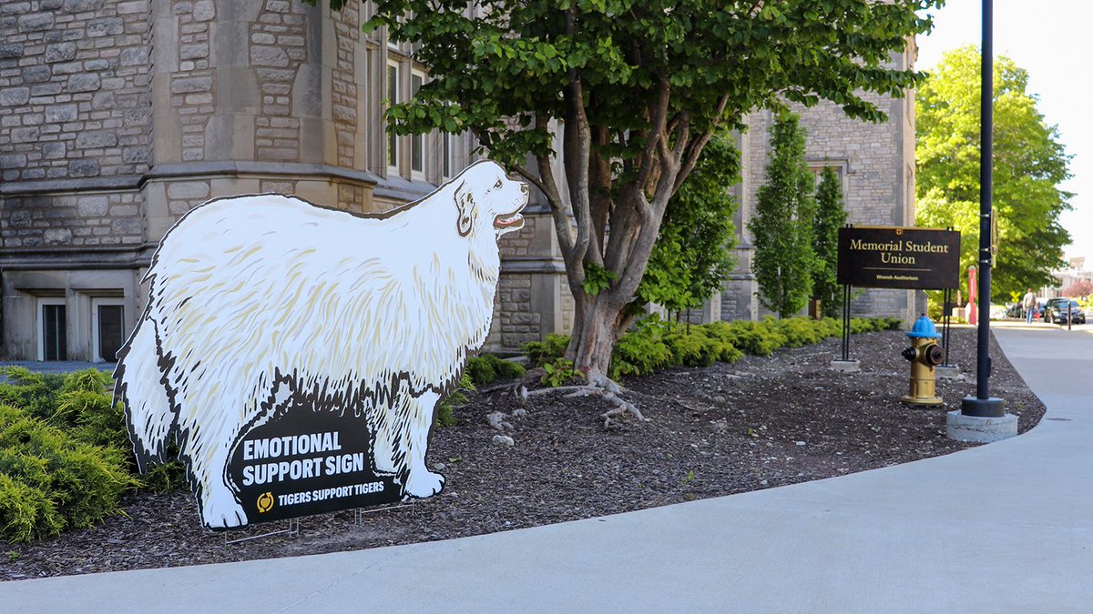 Mizzou's tweet photo. Need a little emotional support to finish finals, Tigers? Swing by Memorial Union for a pic with the one and only Flat Harlan! #MIZ #DogsOfMizzou https://t.co/HzMUUwAF0w