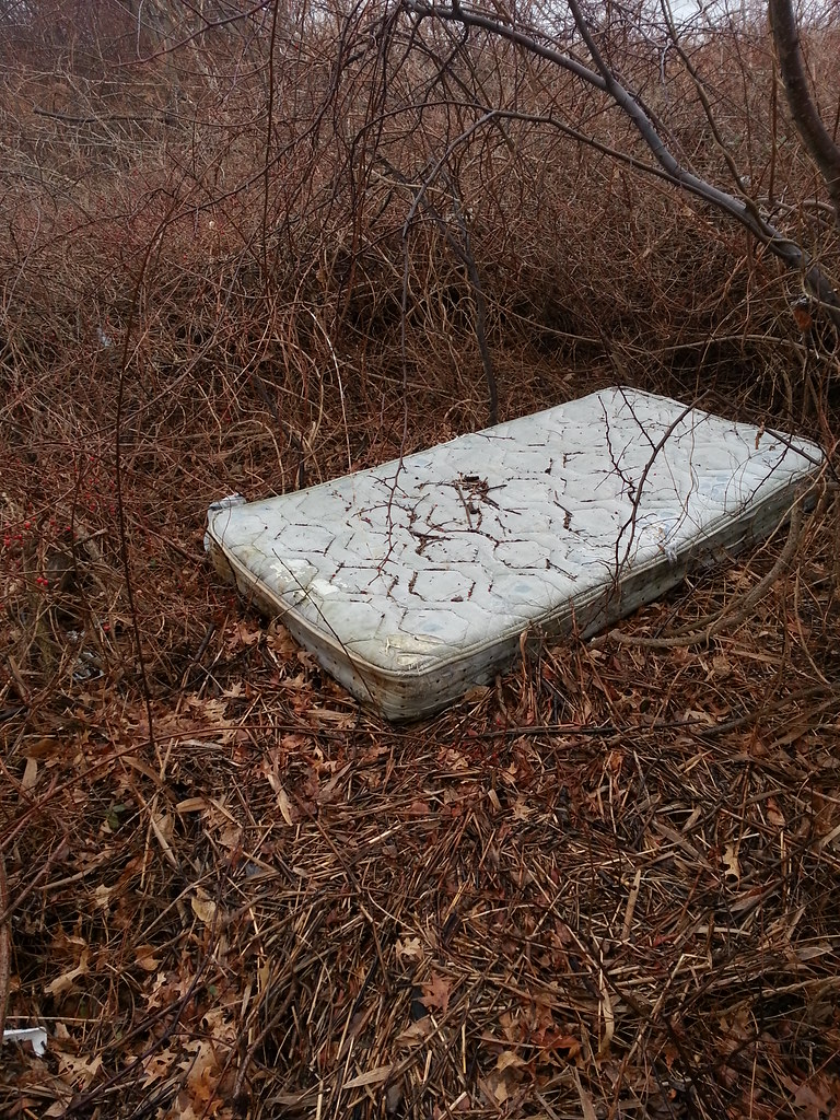 #1 rat fan USA 🐀 🇱🇷 on Twitter: 