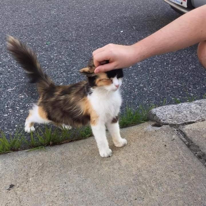 *Veo a un gatito callejero*

Yo automáticamente: