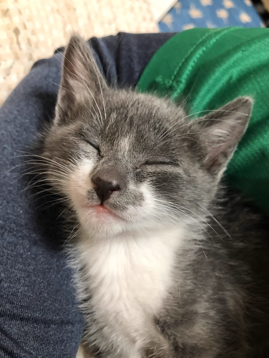 彼氏の実家に訳あって子猫がやってきた！しかし先住猫がブチ切れた表情で見つめる姿が衝撃的！
