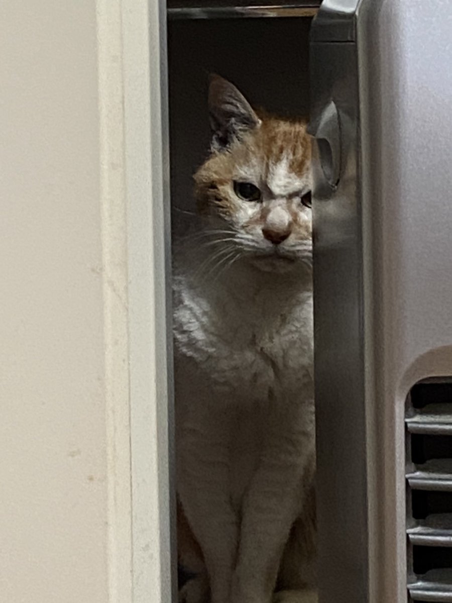 ネコちゃんを多頭飼いしたいときは猫の気持ちになって慎重にお見合いしよう 知らんおっさんがいきなり家に出現する Togetter ネコちゃんを多頭飼いしたいときは猫の気持ちになって慎重にお見合いしよう 知らんおっさんがいきなり家に出現する Togetter