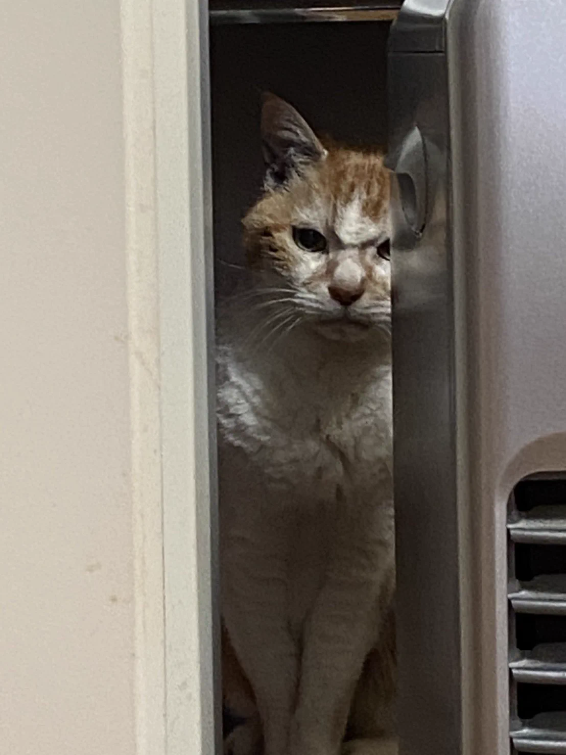 彼氏の実家に訳あって子猫がやってきた！しかし先住猫がブチ切れた表情で見つめる姿が衝撃的！