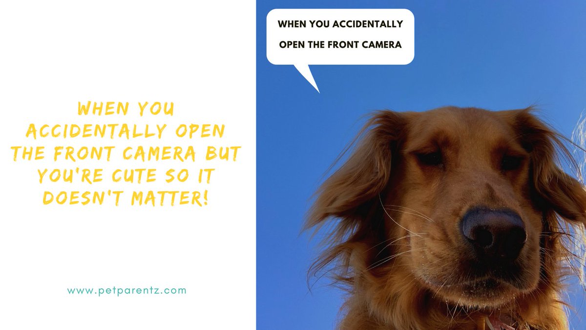 Pet Parentz tweet media