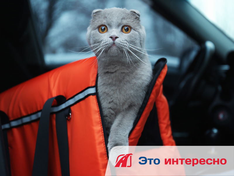 avtoalfa's tweet photo. #Интересное@avto_alfa
📌 СОВЕТЫ ПРИ ПЕРЕВОЗКЕ ЖИВОТНЫХ

✔ Используйте клетки-переноски для кошек или мелких собак. Грызунов и пернатых можно перевозить в клетках поменьше или в клетках, в которых они живут у вас дома.
✔ Клетку-переноску надежно… https://t.co/7LPEPCcDsY https://t.co/jWfTh8x0Yr