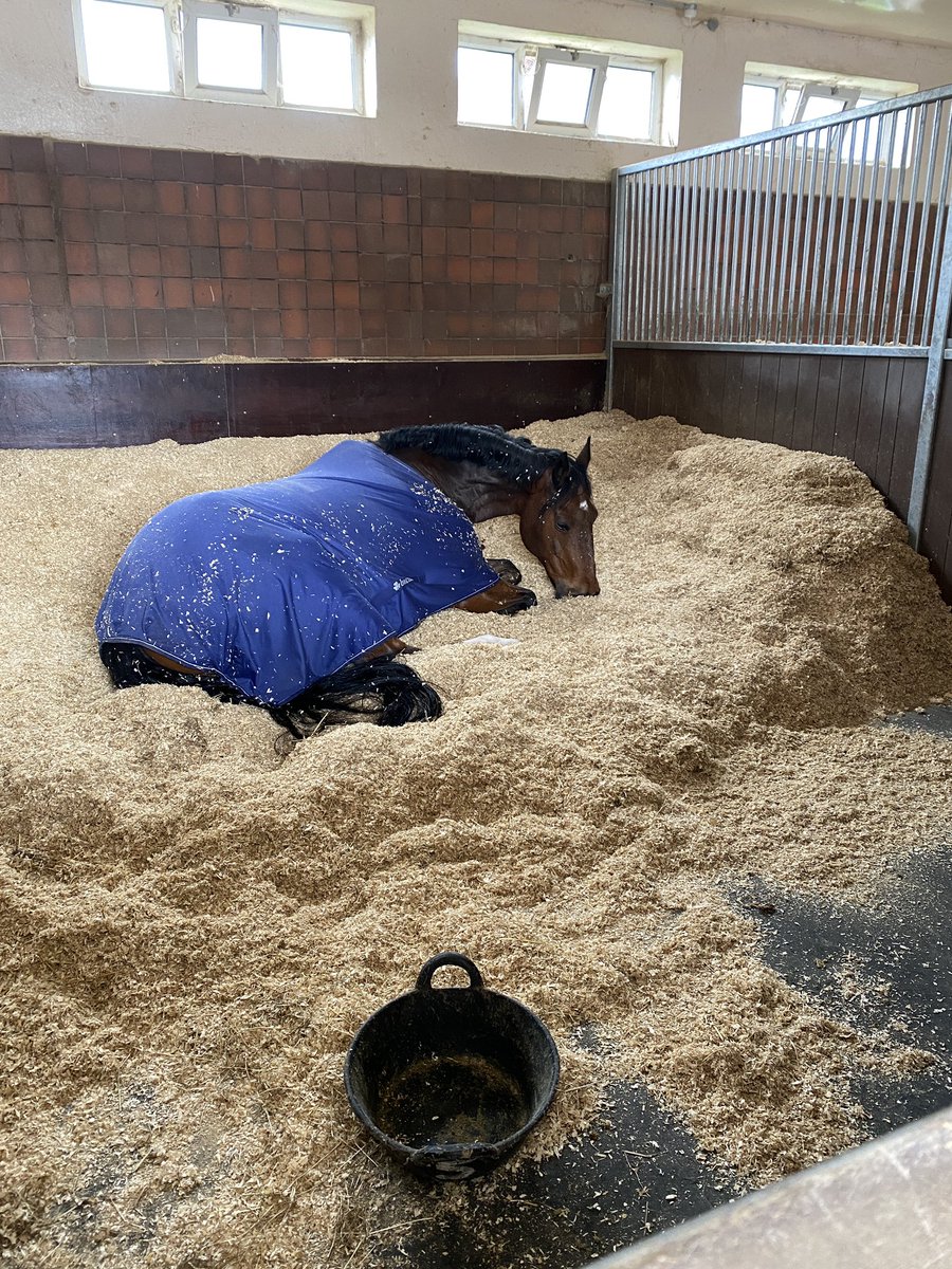 Jake has gone for a little snooze after his dinner. Why not!! What a guy! @MerPolMounted #foodcoma #PHJake