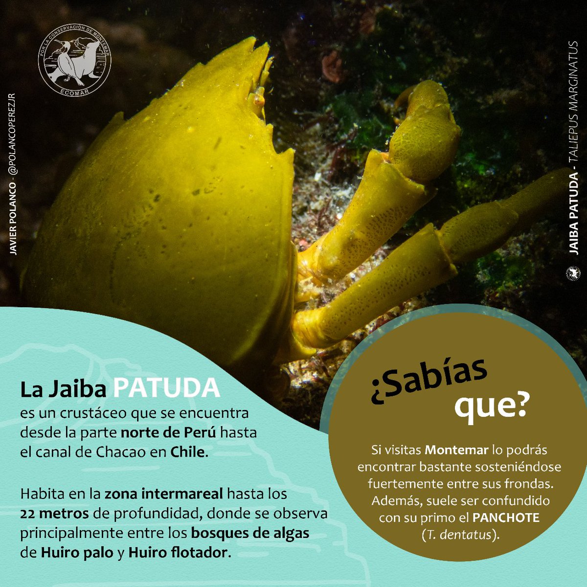 OrgEcomar's tweet image. 🌼  ANIMAL DEL MES!  ✅ JAIBA PATUDA!
🌿 Es un típico habitante de los bosques de algas de Huiro palo y Huiro flotador, ya que se alimentan de estas algas. Está PROHIBIDA la extracción de hembras con huevos.