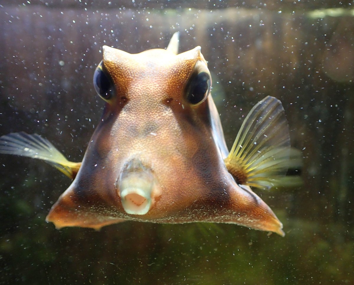京都淡水フグ繁殖研究所 S Tweet ふぐづら ラクダハコフグ Tetrosomus Gibbosus Trendsmap