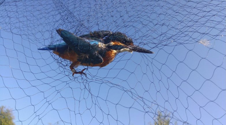 ardeaonlus's tweet photo. L’#inanellamento scientifico degli #uccelli è una tecnica che consiste nel marcare individualmente gli uccelli con piccoli anelli metallici, per identificarli. Grazie a questo, possiamo sapere dove vanno gli uccelli quando migrano e studiare le loro rotte.
https://t.co/rukuAoSxKm https://t.co/NdT79hUt2k