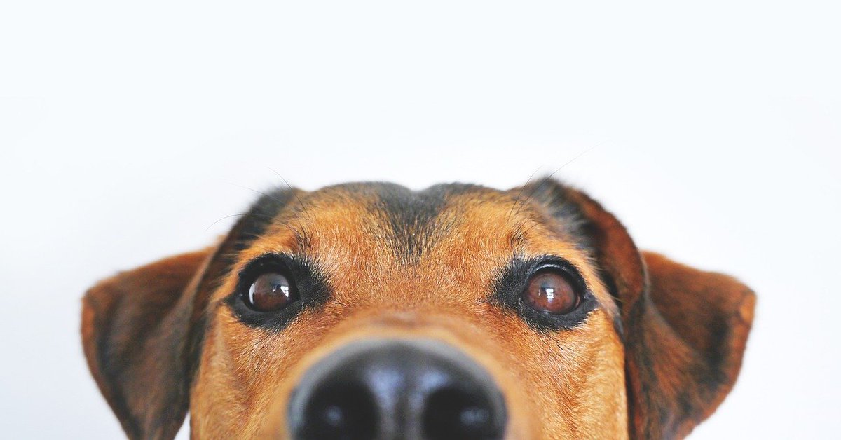 BrayVet's tweet photo. How good are you are understanding "dog" language? Try this Dogs Trust survey to find out 
https://t.co/gB5F9LH74q https://t.co/F8czeGuGKk