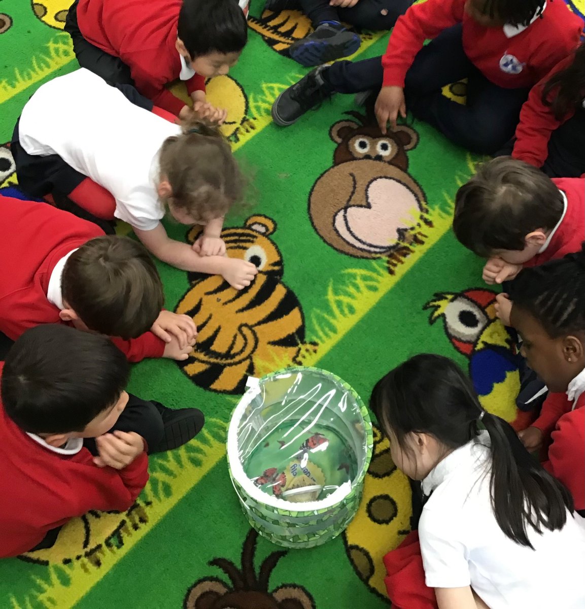 Reception have a new member of the class today! We have been caring for some caterpillars and one has emerged from its chrysalis! We had lots of great conversations and learnt some new vocabulary when discussing the butterfly’s proboscis.