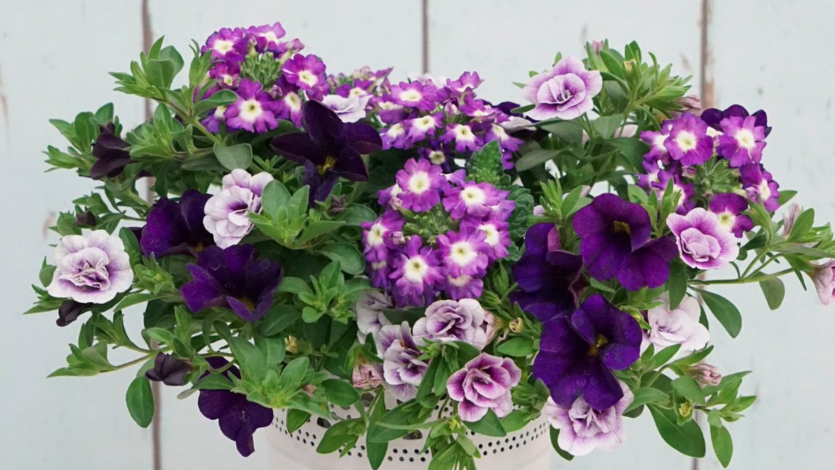 Includes a delightful combination of a single petunia, a double petunia, and verbena all grown together in one plug. Each variety has been carefully selected to complement each other, giving a simple solution to beautiful summer planters.