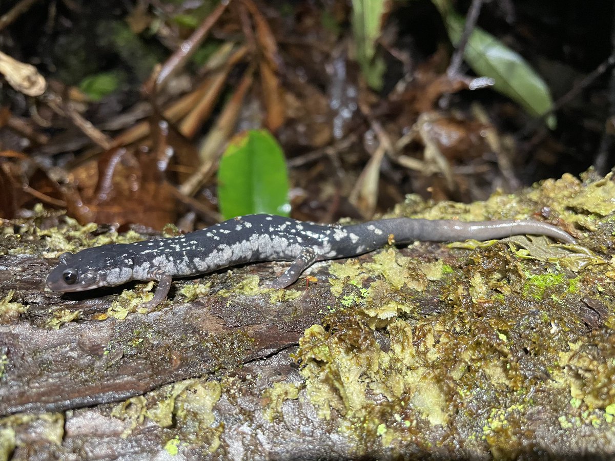 MaerzLab's tweet photo. This GORGEOUS #salamander is 1111. We marked her in 2011 @ 60mm SVL. She’d have been at least 6 yrs old. We’ve recaptured her 34 times over past decade &amp; she’s conservatively 17 yrs old &amp; now 80mm. We’re learning that Plethodon can live a long time. @UGAWarnell @HerpetologyUga https://t.co/X65FsFz9Dr