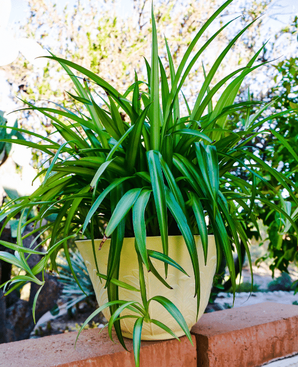 Is your Spider Plant looking sad? 🥺

Mine was too... so I knew it was time to repot and move it to a new location. Click the link below to see how I revitalized my Spider Plant! 🕷️🌿

joyusgarden.com/spider-plant-r…
