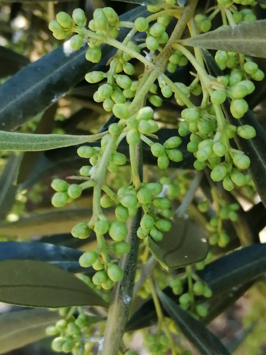 Grego Ginés Luque tweet media