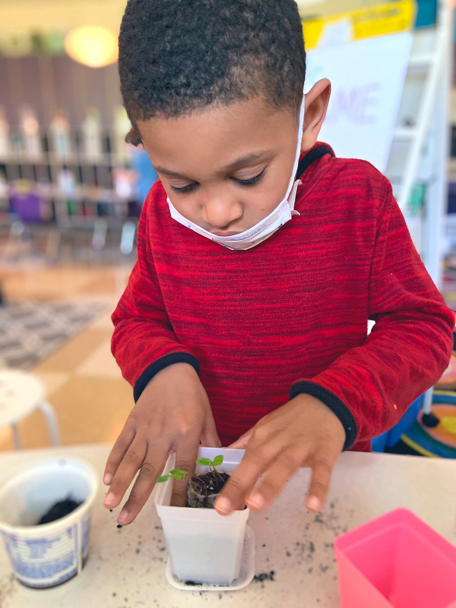 MrsKBear's tweet photo. We’ve been taking care of our little flowers at school, but these friends got to take them home today! They are so excited to take care of them and watch them grow! 🪴🌷 @MayfieldTweets #MiddieRising #MayfieldSTRONG https://t.co/tnGABrzCyn