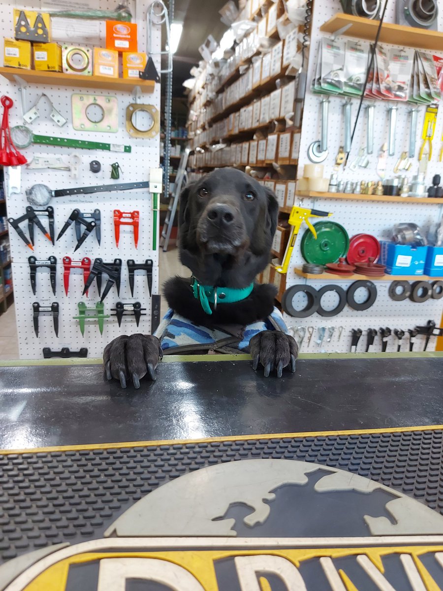 HabemusMarianus's tweet photo. Estoy ofreciendo en adopción a Firulo. Ya no puedo tenerlo más, lo dejamos solo y hace desastre.

Ayer dió mal un vuelto y hoy confundió una remachadora pop con un aplicador de silicona el boludo. https://t.co/1AkiNp0McL