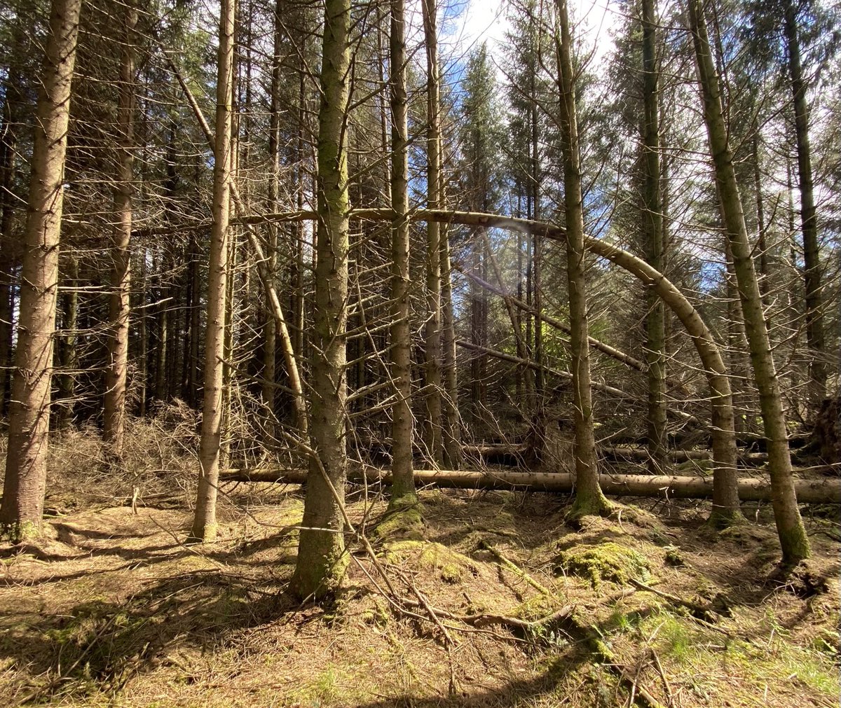 Interesting tree shape from a walkover survey today. Anyone know what happened? #forestry #askaforester