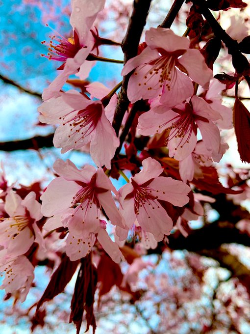 エゾヤマザクラのtwitterイラスト検索結果