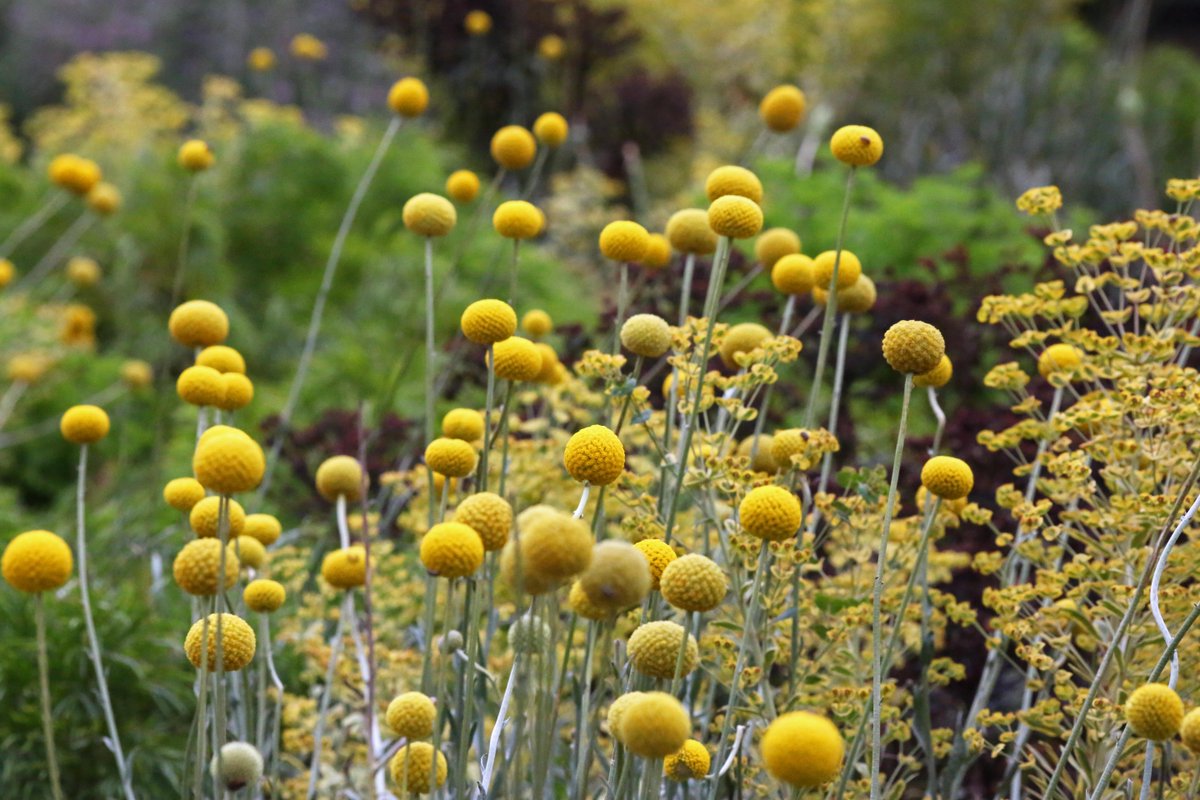 DescansoGardens's tweet photo. Have you seen the #billybuttons along #CenterCircle? Native to Australia and New Zealand, they're also commonly called #woollyheads and #drumsticks 🥁 #ExploreDescanso https://t.co/z5Gi8Mhn1C